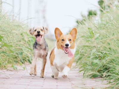 Essential Pet Safety Tips for New Pet Owners