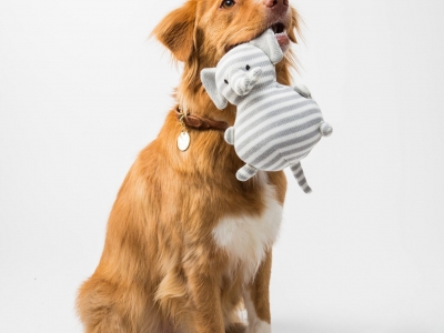 How To Prepare A Dog Disaster Emergency Kit: Essential Items to Keep Your Furry Friend Safe