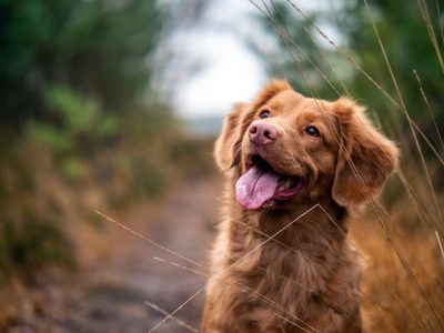 6 Tips for Maintaining Your Dog’s Heart Health