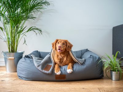 How to Keep Your Pet Safe During the Summer Heat