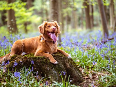 5 Easy Ways to Get Rid of Dog Pee Smell on Shoes and Boots