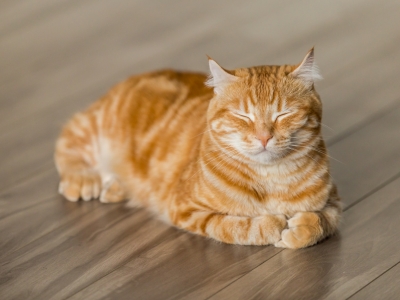 5 Benefits of Owning a Cat: Why Cats Make Great Pets